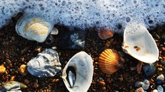 Seashells