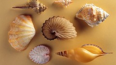Seashells