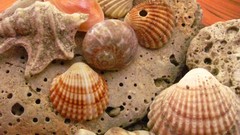 Seashells