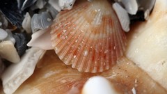 Seashells
