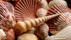 Seashells