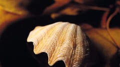 Seashells
