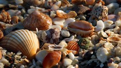 Seashells