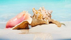 Seashells