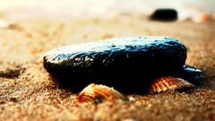 Seashells Beaches sand stones