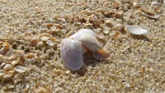 seashells sand macro nature