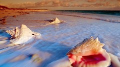 Seashells Sea Beaches