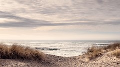 Seaside Weeds peace Beaches bushes
