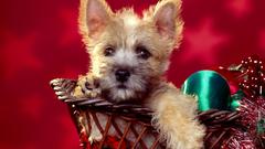 Season wishes funny Christmas