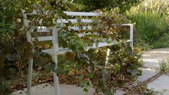 Seasons summer Green Garden grapes miladvaziri