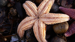 Seastar thought did but