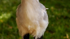 Secretary bird