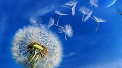 Seeds close-up dandelions