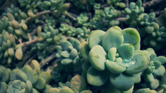 Seitchws Don Know if