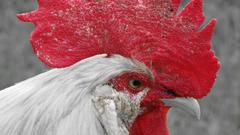 Selective color hires high