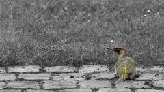 selective coloring Birds Animals