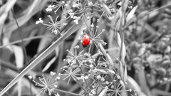 Selective coloring ladybirds