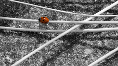 Selective coloring ladybirds