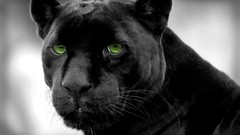 Selective coloring panthers