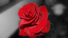 Selective coloring roses