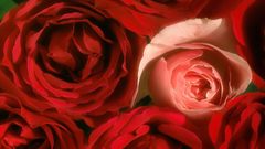 Sensuous beauties high