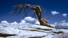 Sentinel Dome tree high
