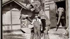 Sepia elephants
