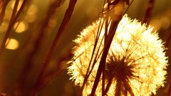 Sepia macro dandelions depth