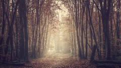 Sepia paths forests
