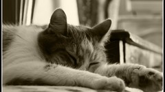 Sepia sleeping cats