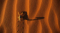 Shadow Casting scorpion insect