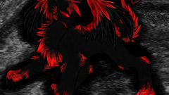 Shadow fox high Resolution