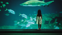 Shark big high Resolution ncaq