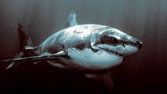 shark fish underwater Animals