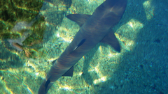 Shark high Resolution