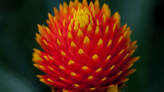 Shark teeth by timbosteron