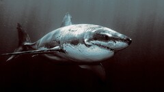 shark underwater great white shark) Animals fish