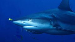 Sharkpalau need higher quality