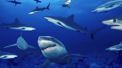 Sharks