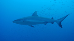 Sharks Aquarium and Fish