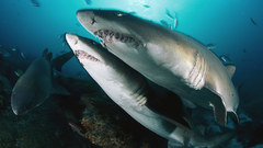 Sharks David Doubilet