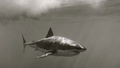 Sharks grayscale