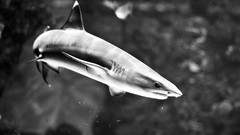 Sharks grayscale sealife