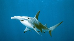 Sharks Hammerhead Shark underwater
