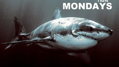 Sharks hate Monday Quotes