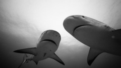 Sharks monochrome