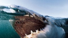 Sharks national geographic