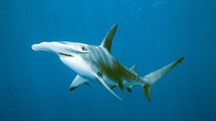 Sharks national geographic Hammerhead Shark deep blue