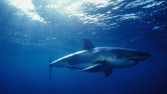 Sharks underwater