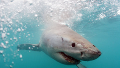 Sharks underwater
